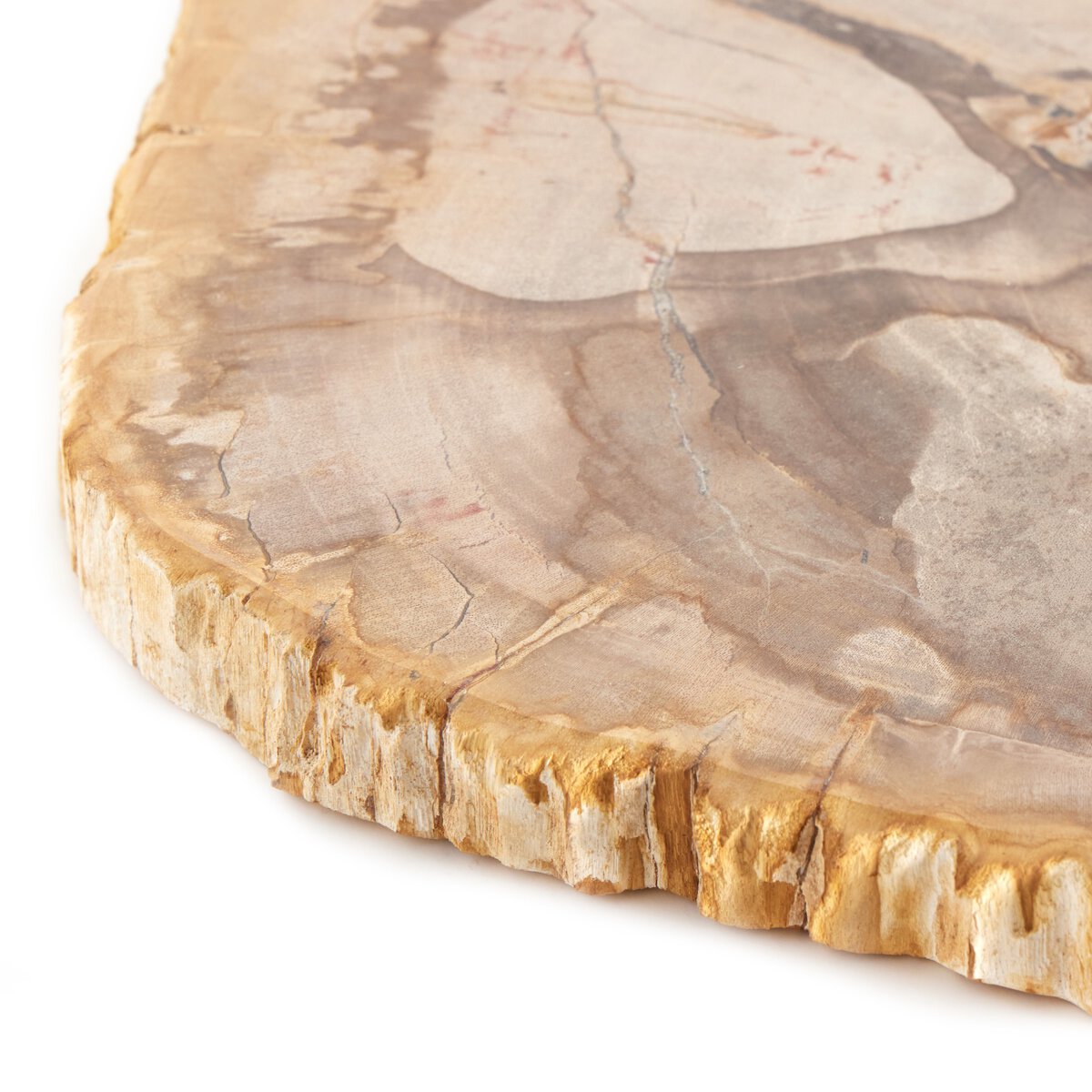 Petrified Wood Slab