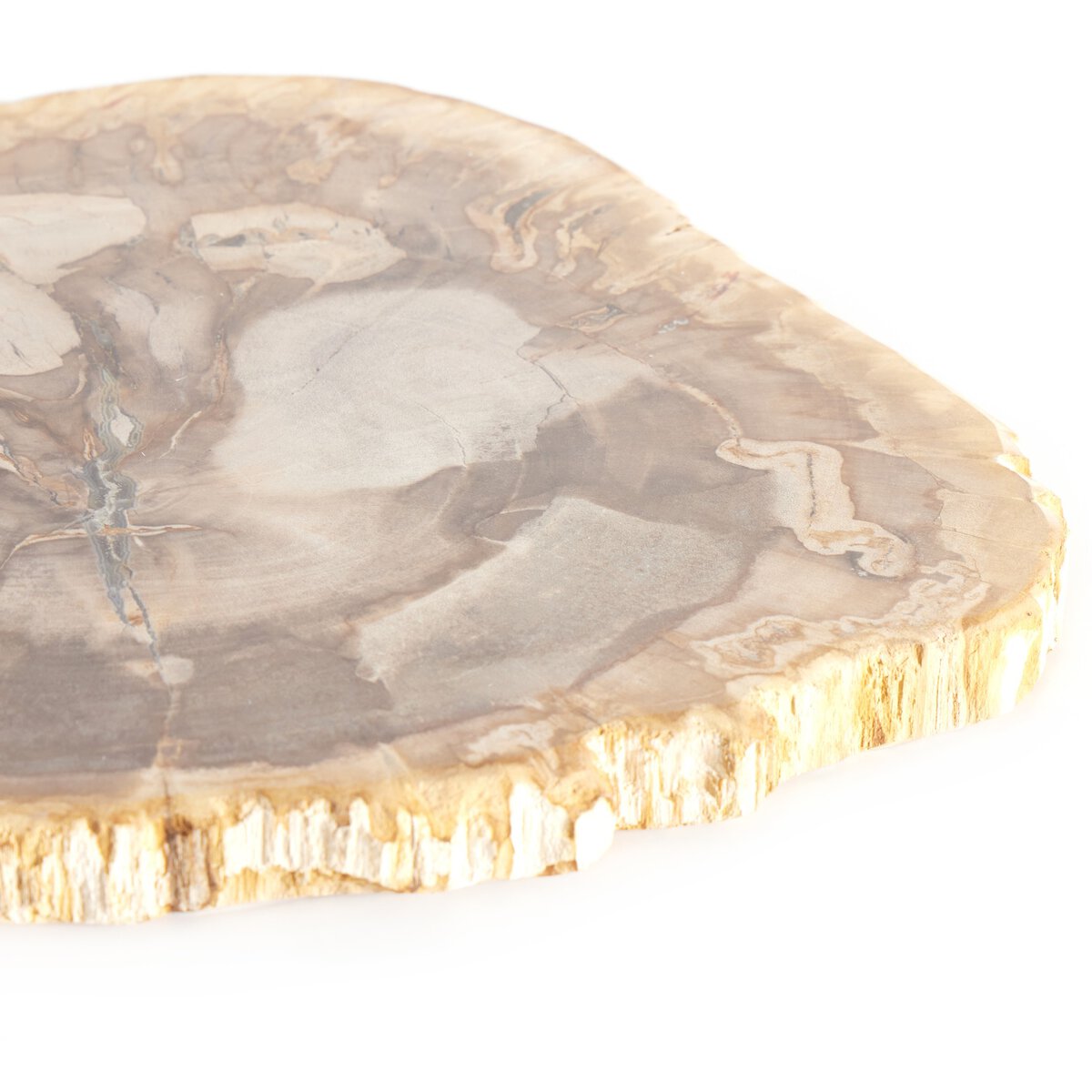 Petrified Wood Slab