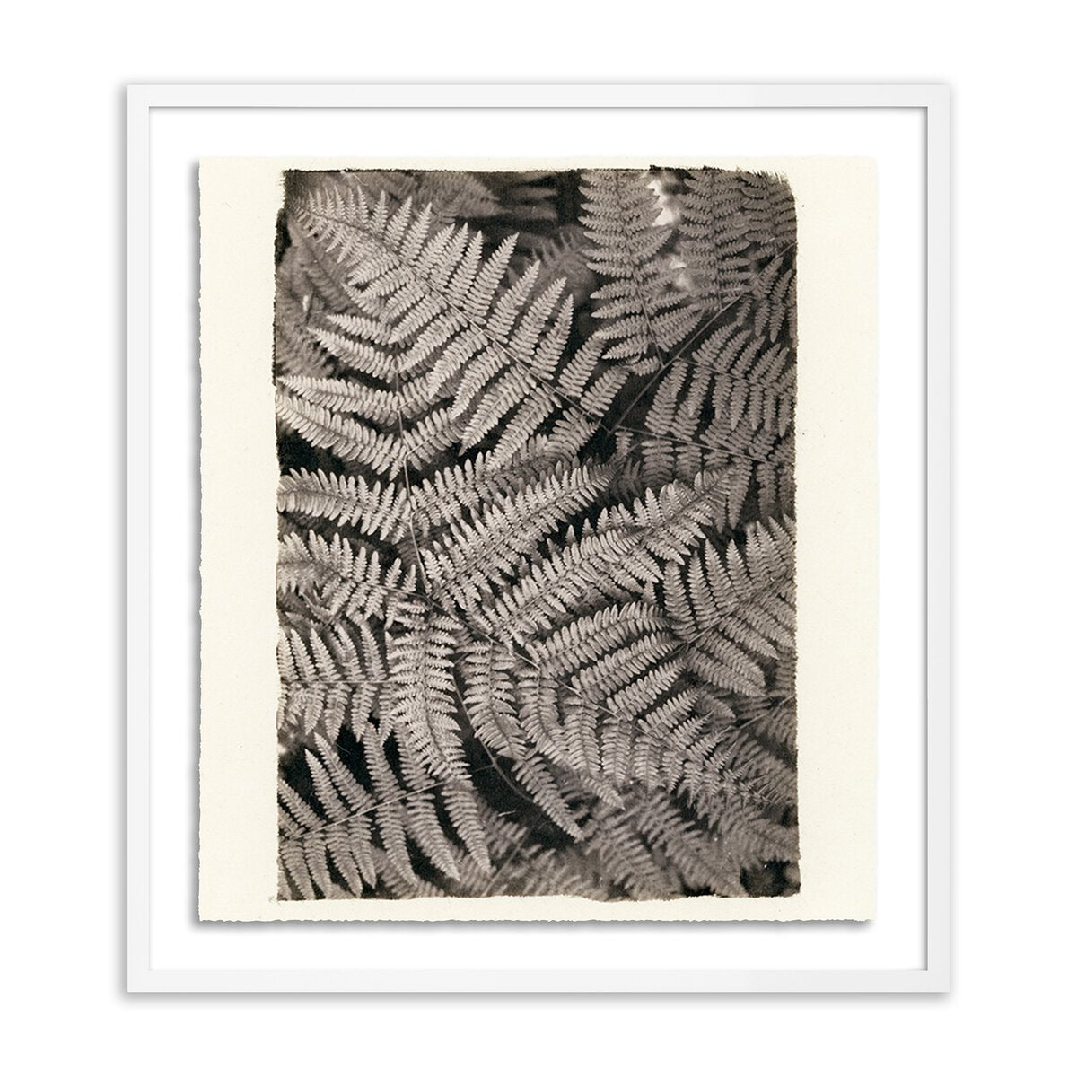 Fern by Platinum Revival