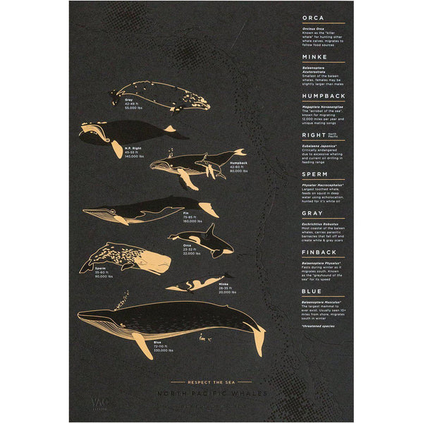 Young America Creative GALLERY - North Pacific Whale Migration