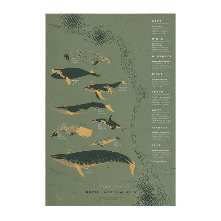 Young America Creative GALLERY - North Pacific Whale Migration